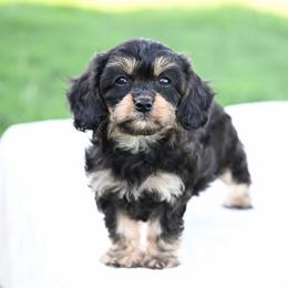Vivian - Black and tan female Cavapoo puppy in Lawton, Oklahoma from Lindsey’s Cavies