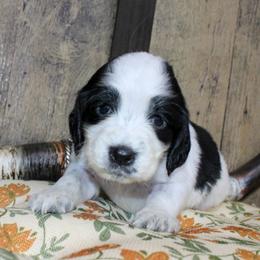 Cash - Black and white male English Springer Spaniel puppy in Winchester, Kentucky from Hidden Springs Farm
