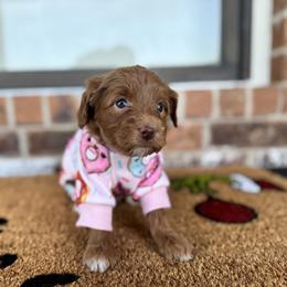 Goldendoodle Puppies from Duck River Goldendoodles