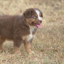 Miniature Australian Shepherd Puppies from MAC's Cirkles 8 Aussies
