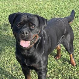 Spooky - Rottweiler