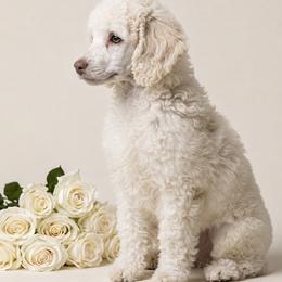 Violet - White female Poodle puppy in Spring Hill, Florida from Lecanto Puppy