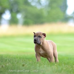 Americana's Ace - Fawn male Cane Corso puppy in Cable, Ohio from Americana Cane Corso