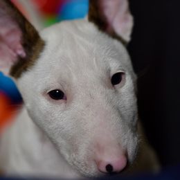 RNR's I Don't Give A Dam, Clark - White and brindle male Miniature Bull Terrier puppy in Leander, Texas from Romp N' Run Ranch
