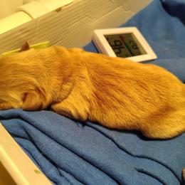 Yellow collar - girl - Dark golden female Golden Retriever puppy in Bethel, Ohio from Agnes' Golden Retrievers