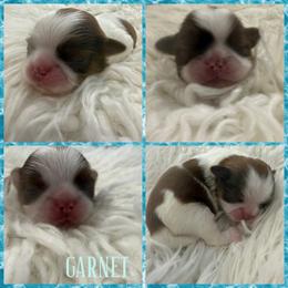 Garnet - Red and white male Shih Tzu puppy in Coolidge, Arizona from Shih Tzu’s  ‘N’ Love