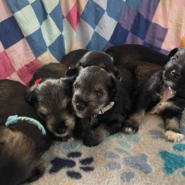 Max gray collar - Salt and pepper male Miniature Schnauzer puppy in Anthony, Florida from Amanda Tragash