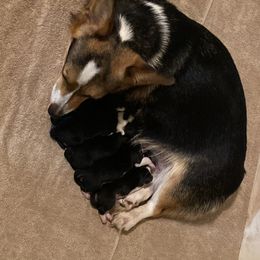 Pembroke Welsh Corgi Puppies from Twisted Little Corgis