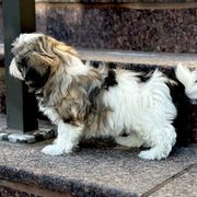 Shichon Puppies from Great Lakes Teddy Bear Dogs