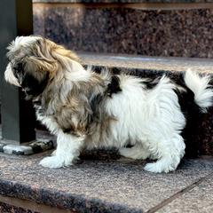 Shichon Puppies from Great Lakes Teddy Bear Dogs