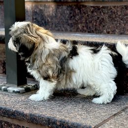 Shichon Puppies from Great Lakes Teddy Bear Dogs