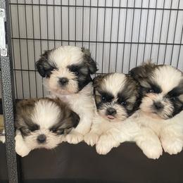 Shih Tzu Puppies from Willow Lane Shih Tzus