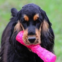 English Cocker Spaniels from Brandilyn English Cockers