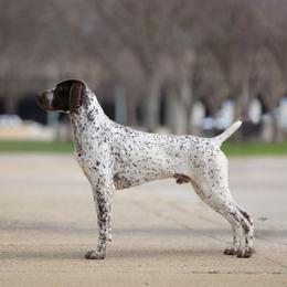 Presley - German Shorthaired Pointer