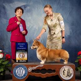 Branch - Pembroke Welsh Corgi