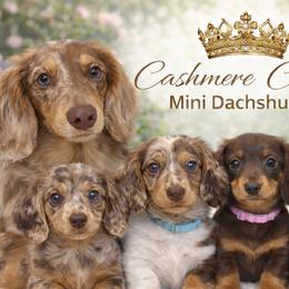 Dachshunds from Cashmere Crown Mini Dachshunds