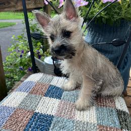 Beautiful Cream Girl Love You - Cream female Cairn Terrier puppy in Blaine, Tennessee from Rose Brier Pembroke Welsh Corgis