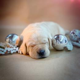 Riven - Yellow female Labrador Retriever puppy in Isle, Minnesota from Dog Ear Outfitters
