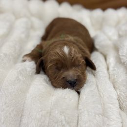 Everest (Green collar) - Red  male Goldendoodle puppy in Ruthorfordton, North Carolina from Duncan Doodles Goldendoodles