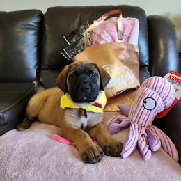 MINNIE - Dark Pink Collar Apricot Girl - Apricot female Mastiff puppy in Auburn, Kansas from Puppy Paradise:  English Mastiff Puppies & Standard Goldendoodle Puppies