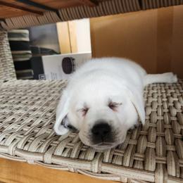 Labrador Retriever Puppies from The Labradors of Sycamore Farms