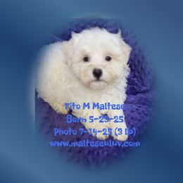 Tito - White male Maltese puppy in Silverhill, Alabama from Malteseuluv’s Tiny Treasurers