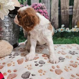 AKC - Georgia - Blenheim female Cavalier King Charles Spaniel puppy in Lebanon, Missouri from Leerose Puppies