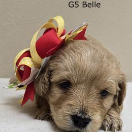 Girl 5 - Cream female Goldendoodle puppy in Milford, Michigan from Servant Kennel