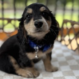 Jett - Black and cream male Dachshund puppy in Duncanville, Alabama from Bear Creek