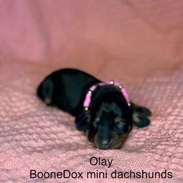 Olay - Black and tan female Dachshund puppy in Lexington, Oklahoma from BooneDox Miniature Dachshunds