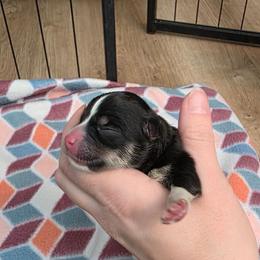 Zoey - Tri-color female Pomsky puppy in Sumter, South Carolina from Emerald Skies Pomskies