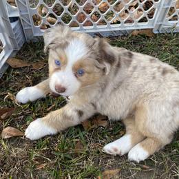 Princess Cinderella (Cindy Lou) - Red merle female Miniature Australian Shepherd puppy in Gordon, Georgia from Big D’s Aussie