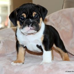 Dax - Black tri-color male Bulldog puppy in Winnsboro, Texas from JP Ranch Bulldogs