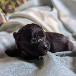 Belle - Black female Pomeranian puppy in Comer, Georgia from HillTop Pomeranians ✨