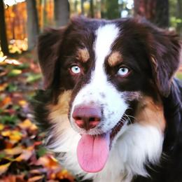 Ditto - Miniature Australian Shepherd