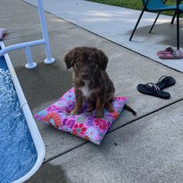 Australian Shepherd Puppies from Aussie Odyssey
