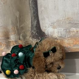 Dior - Apricot female Poodle puppy in Matteson, Illinois from Chitownpupz