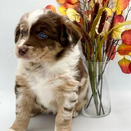 Vivian - Red merle female Australian Shepherd puppy in Thornton, Colorado from 303 Aussies