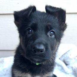 Unity - Black and red female German Shepherd puppy in Graham, Washington from Wildeflecken Shepherds
