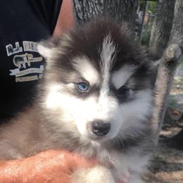 Nikki - Black and white female Pomsky puppy in Spring Hill, Florida from PDQ Pomskies