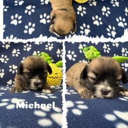Michael - Red gold male Lhasa Apso puppy in Cincinnati, Ohio from Shangri-La Lhasa Apsos