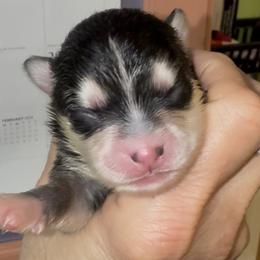 Moolah - Black and white female Pomsky puppy in Spring Hill, Florida from PDQ Pomskies