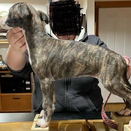 Mia - Black brindle Whippet puppy in Erving, Massachusetts from Mariki Hounds
