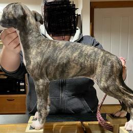 Mia - Black brindle Whippet puppy in Erving, Massachusetts from Mariki Hounds