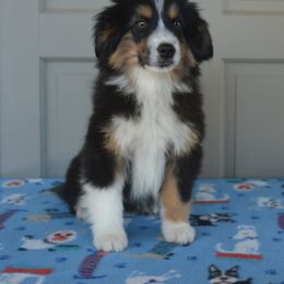 Vincent - Black & white Miniature American Shepherd puppy in San Benito, Texas from Vaquera's Miniature American Shepherds