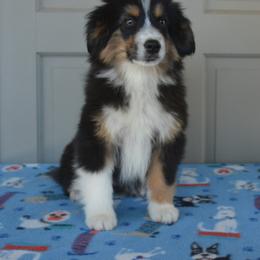 Vincent - Black & white Miniature American Shepherd puppy in San Benito, Texas from Vaquera's Miniature American Shepherds