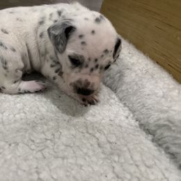 Gray collar boy - White and black male Dalmatian puppy in Wilson, North Carolina from New Horizonz Dalmatians