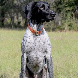 Trigger - German Shorthaired Pointer
