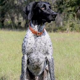 Trigger - German Shorthaired Pointer