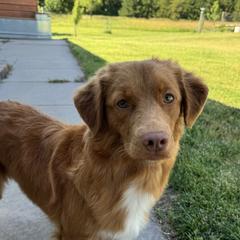 Oakley - Nova Scotia Duck Tolling Retriever